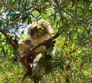 Koala im Conservation Center