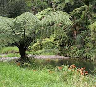 Waipoua Forest Park