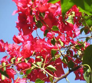 Botanischer Garten Assuan