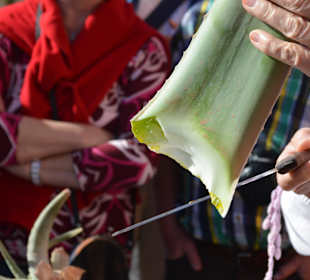 Landausflug Aloe Vera Workshop Fuerteventura