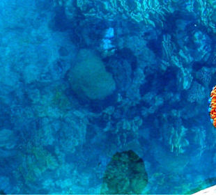 Unterwasserwelt des Roten Meeres