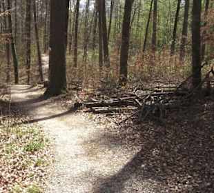 Waldsportpfad im Wasenwald
