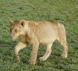 Löwin ganz nahe am Jeep