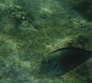 Schnorcheln Abdul Safaga