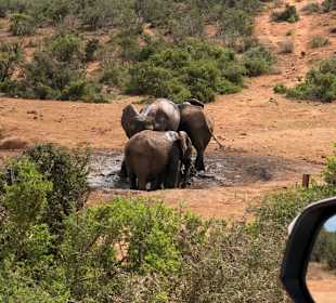 Addo Elephant Nationalpark