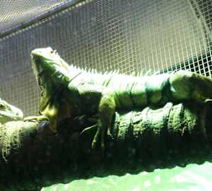 Iguana gigante