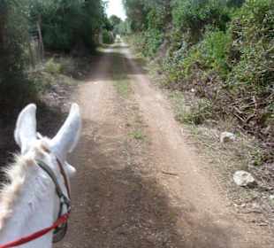 Eselreiten Finca Ses Cases Noves