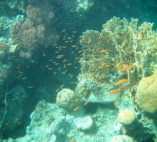Rafa hotelu sol y mar