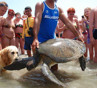 Schildkrötenfahrt nach Side