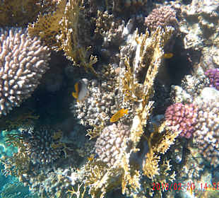 Schnorcheln Marsa Alam