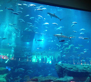 Aquarium