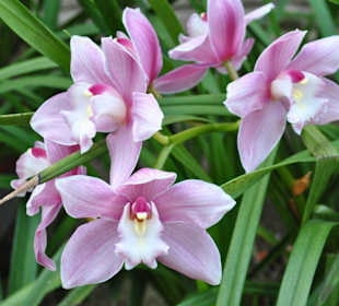 Wunderschöne Pflanzen