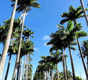 Blick in die Allee Dumanoir