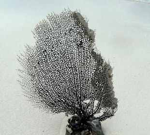 Strandgut auf Isla Saona