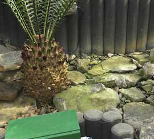 Palmfarnhaus -  Botanischer Garten