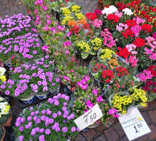 Der Bremer Blumenmarkt im Herbst