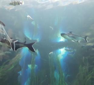 Aquarium