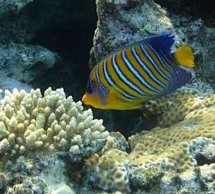 Poisson