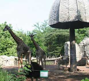 Strauß, Zebra und Co