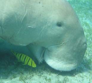 Dugong