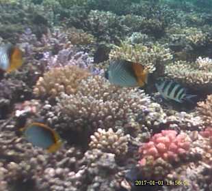 Jaz Makadi Oasis Club & Resort 