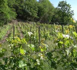 Weinlehrpfad Wurmlingen