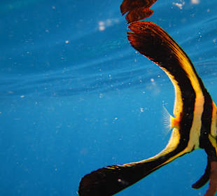 Schnorcheln Makadi Bay