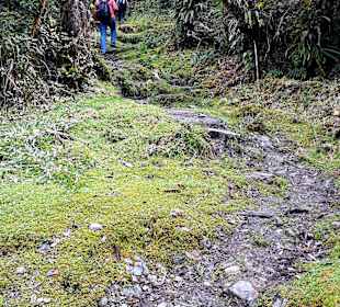 Podocarpus Nationalpark