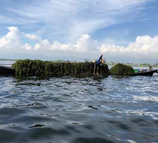 Algen für die schwimmenden gärten