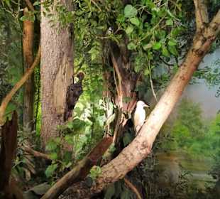 Abteilung "Lebensader Salzach" im Haus der Natur