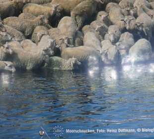 So kann man es antreffen 