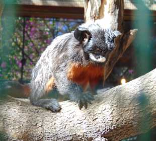 Непонятный зверь