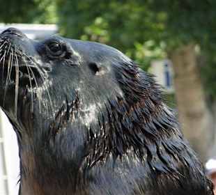 Bei den Seehunden und Robben