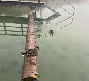 Weissensee
