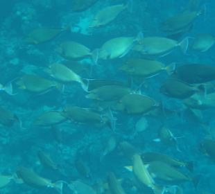 Traumstrand & Korallenriffe/Fische der Superlative