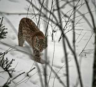 Winterzeiten auch immer schön