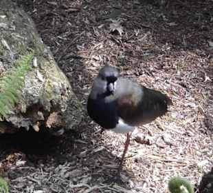 Weltvogelpark Walsrode