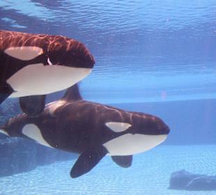 Orcas