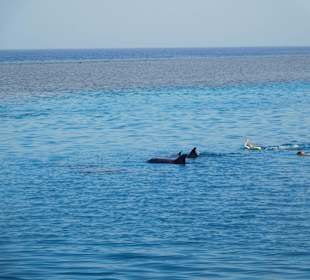 Delphinschwimmen ohne Delphine jagen