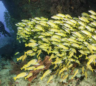 Diving  at Centara Grand Island Resort & Spa