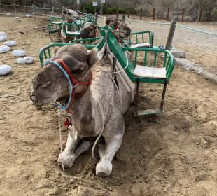 Kamelreiten Maspalomas
