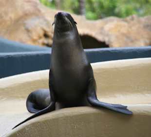 Seelöwen Show