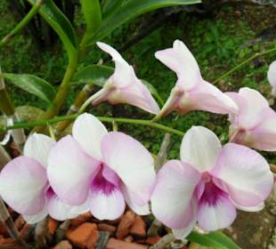 Orchidee