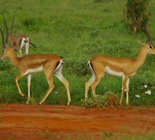 Gazelle