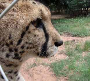 Gepard völlig teilnahmslos