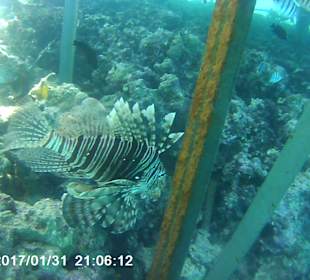 Schnorcheln Makadi Bay