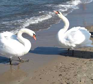 Schwäne