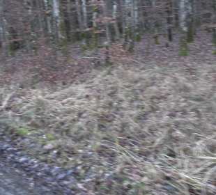 Wanderung rund um den Ochsenweiher