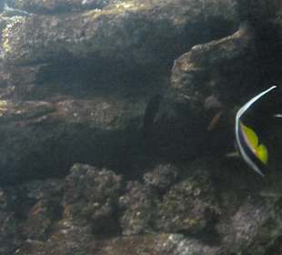Cretaquarium Thalassocosmos