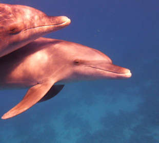 Sind sie nicht wunderschön?